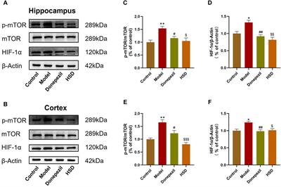 Huanshaodan regulates microglial glucose metabolism reprogramming to alleviate neuroinflammation in AD mice through mTOR/HIF-1α signaling pathway